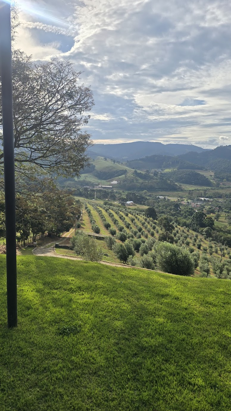 Oliveiras do Sítio Ventania